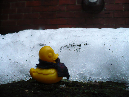 Duck Day 711 (12122010) - Melting snow