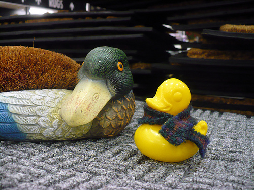 Duck Day 722 (23122010) - Fuzzy friend