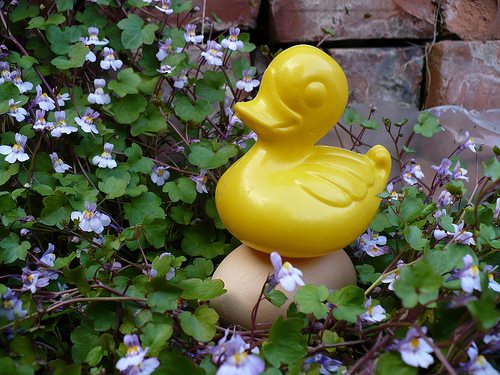 Duck Day 122 (02052009) - Hatching an egg