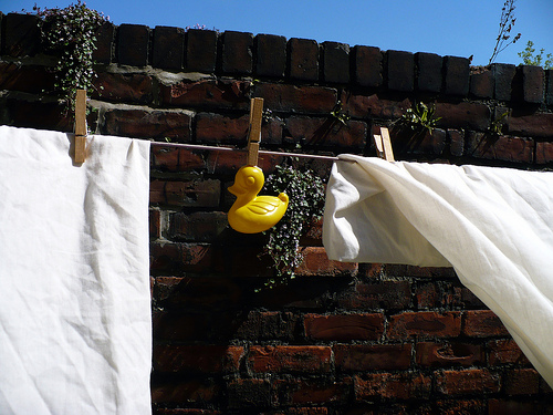 Duck Day 133 (13052009) - Hung out to dry