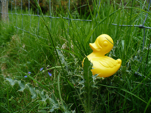 Duck Day 140 (20052009) - Thistle