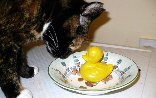 Duck Day 143 (23052009) - Nice kitty, nice kitty