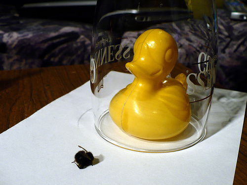 Duck Day 157 (06062009) - Catch that bee