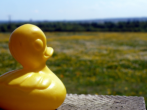 Duck Day 163 (12062009) -  A walk in the sun