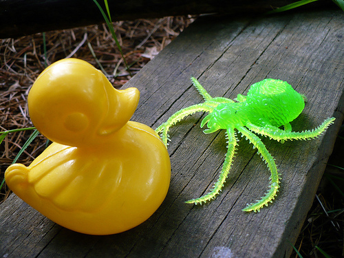 Duck Day 167 (16062009) - Big green spider