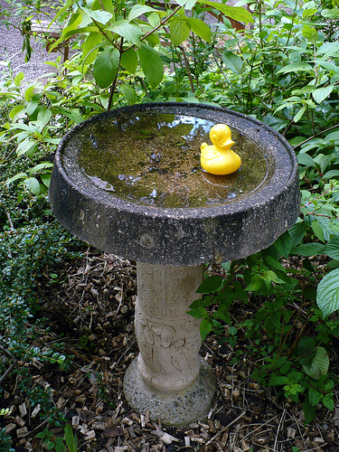 Duck Day 173 (22062009) - Duck bath