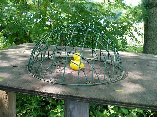 Duck Day 182 (01072009) - Safety cage