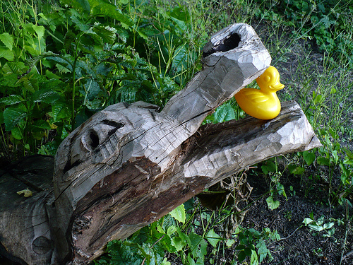 Duck Day 185 (04072009) - Crocodile