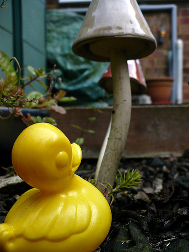 Duck Day 197 (16072009) - Magic mushroom