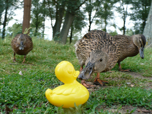 Duck Day 198 (17072009) - Duck friends