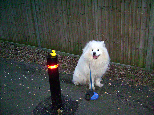 Duck Day 02 (20090102) - Big white fluffy dog