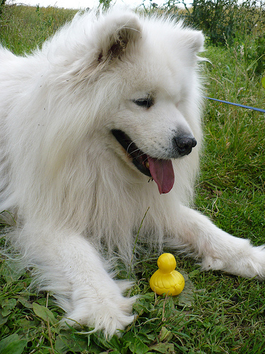 Duck Day 201 (20072009) - Chatting with the dog