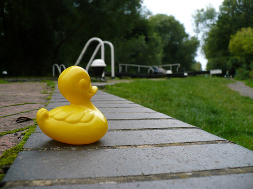 Duck Day 203 (22072009) - On the canal
