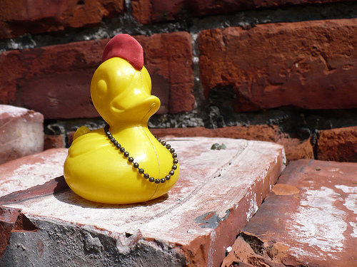 Duck Day 211 (30072009) - Punk