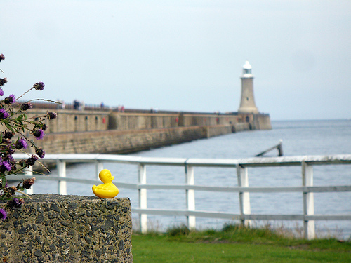 Duck Day 218 (06082009) - Tynemouth Pier
