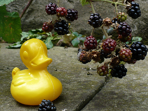 Duck Day 221 (09082009) - Blackberry picking