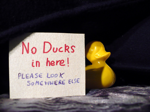Duck Day 223 (11082009) - No ducks here