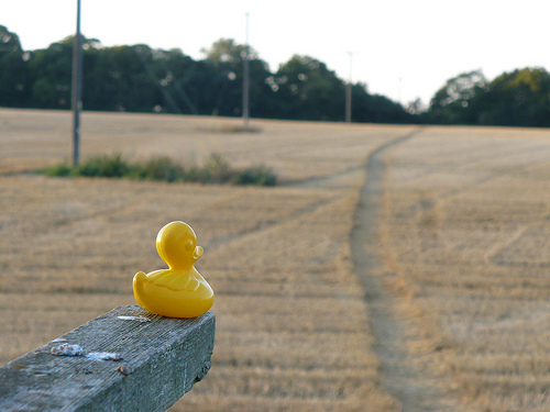 Duck Day 230 (18082009) - A summer walk