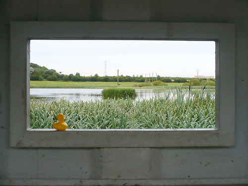 Duck Day 234 (22082009) - Bird watching
