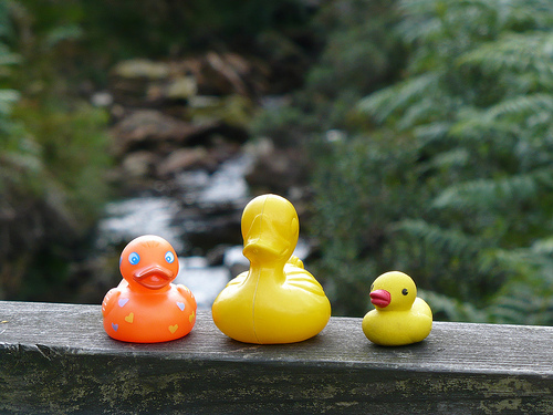 Duck Day 237 (25082009) - Explorer ducks