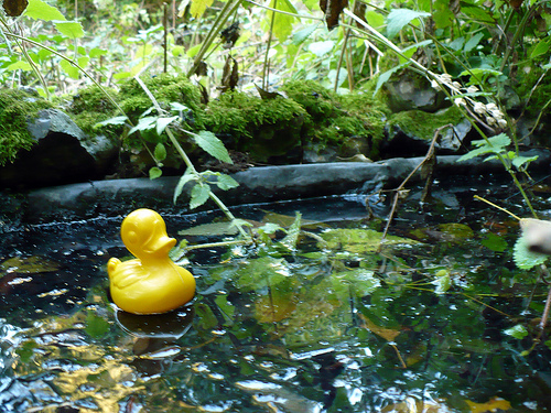 Duck Day 251 (08092009) - Old pond