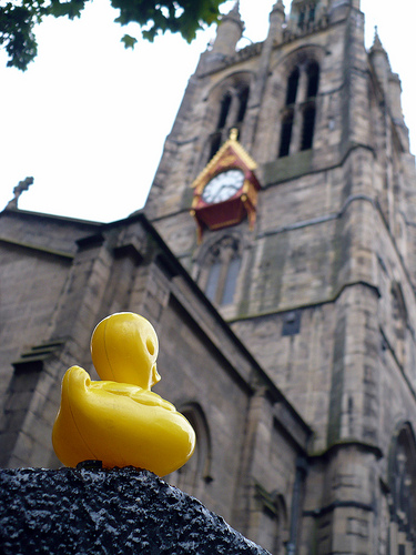 Duck Day 256 (13092009) - Looking up