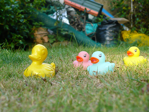 Duck Day 261 (18092009) - Being followed
