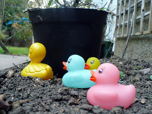 Duck Day 264 (21092009) - Hiding