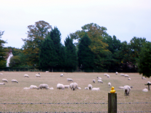 Duck Day 266 (23092009) - Sheep spotting