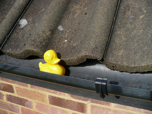 Duck Day 267 (24092009) - In the gutter