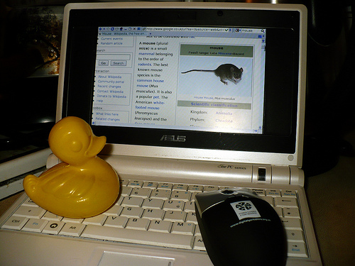 Duck Day 285 (12102009) - Not a mouse