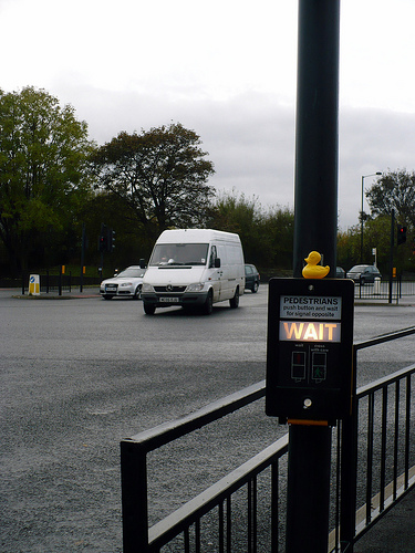 Duck Day 295 (22102009) - Crossing the road
