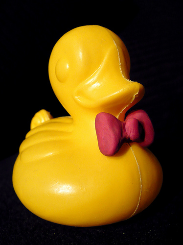 Duck Day 305 (01112009) - Bow tie