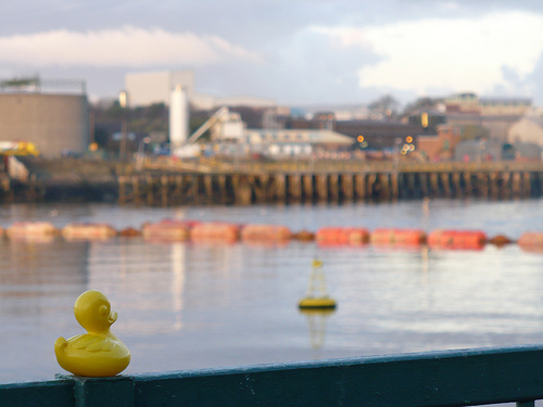 Duck Day 313 (09112009) - Blocked river