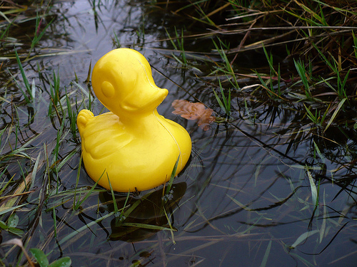 Duck Day 328 (2412009) - Paddle in the park