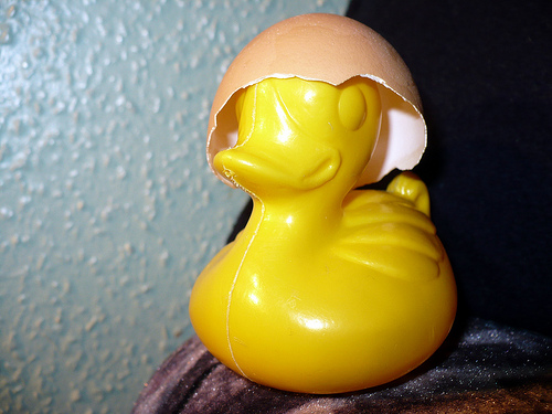 Duck Day 339 (05122009) - Hard Hat