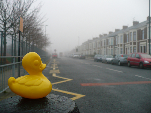 Duck Day 345 (11122009) - Fog