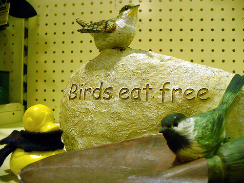 Duck Day 360 (26122009) - Birds eat free