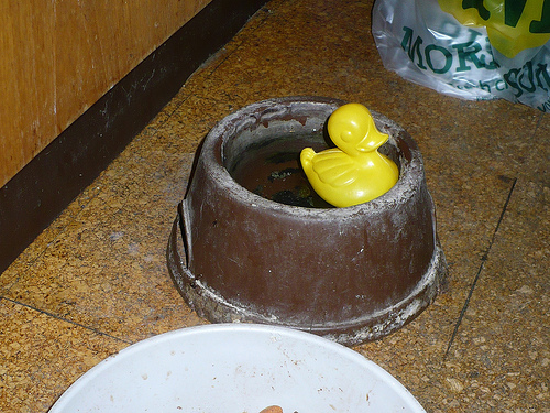 Duck Day 361 (27122009) - Portable pond