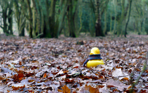 Duck Day 362 (28122009) - Walk on the forest
