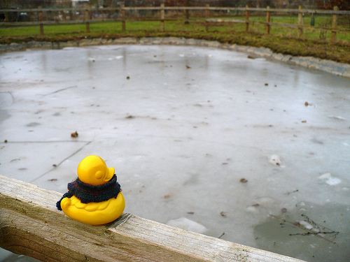 Duck Day 365 (31122009) - Frozen