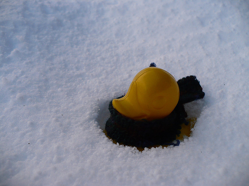 Duck Day 371 (06012010) - In the snow