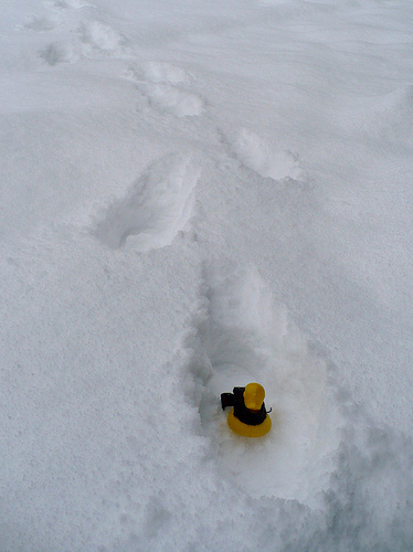 Duck Day 374 (09012010) - Footprints in the snow