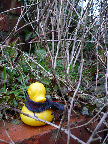 Duck Day 379 (14012010) - In the garden
