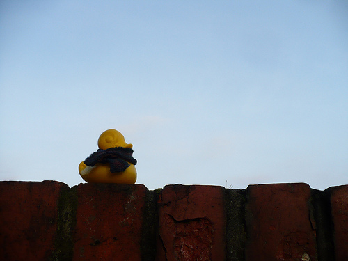 Duck Day 386 (21012010) - On the wall