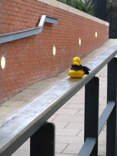Duck Day 390 (25012010) - Sliding