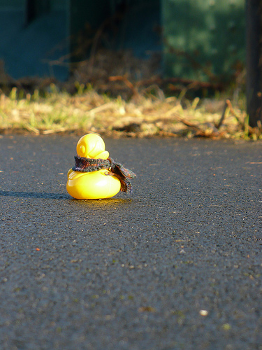 Duck Day 393 (28012010) - Out for a sunny walk