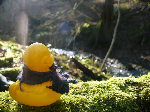 Duck Day 415 (19022010) - In the forest