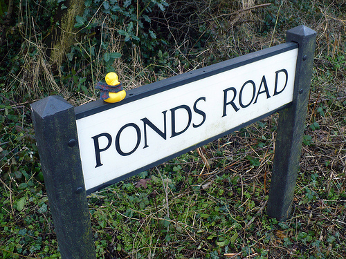 Duck Day 417 (21022010) - Ponds Road