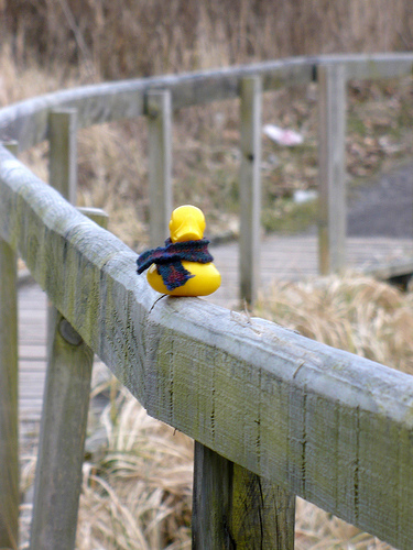 Duck Day 433 (09032010) - Boardwalk